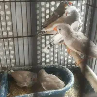 فنچ جفت و تک|پرنده|تهران, آهنگ|دیوار