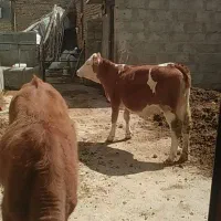 دو راس گوساله سیمینتال شرابی ماده