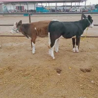 گاو آبستن جوان.تلیسه ی داشتی|حیوانات مزرعه|گنبد کاووس, |دیوار