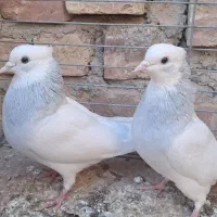 ۳ جفت کفتر نر و ماده