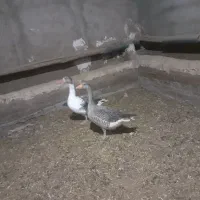 فروش غاز