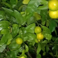 فروش نارنگی محلی ساری