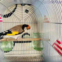 سهره سرسیاه جهرمی مست دهن زن