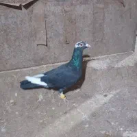 زاغ دست پر نر مست گرفتنی