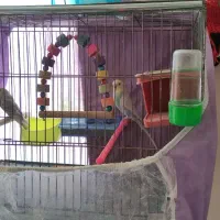 یک جفت مرغ عشق با قفس و تمام وسایل|پرنده|گلبهار, شهر جدید گلبهار|دیوار