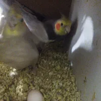 باسلام جفت عروس هلندی فروشی|پرنده|قیدار, |دیوار