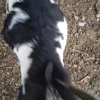 بز پاکستانی از تکه درآمده ودوبزغاله دقلو چاق