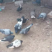 کفتر|پرنده|چترود, |دیوار