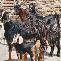 بز بزغاله