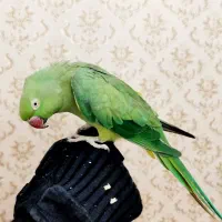 طوطی ملنگو دستی (ماده) چک صیادی