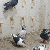 کبوتر|پرنده|خاش, |دیوار