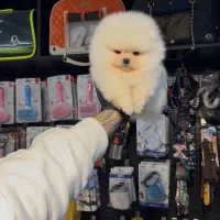 سگ پامرانین سایز ریز|سگ|کیش, |دیوار