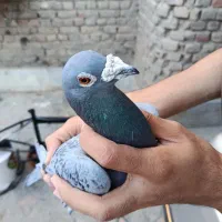 کبوتر پلاکی|پرنده|ایرانشهر, |دیوار