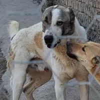 سگ نر الابای