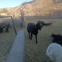 فروش بره مادهای وشیشک داشتی ومیش