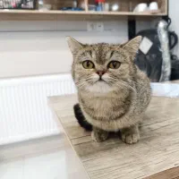 بریتیش وارداتی 4ماهه خیلی بازیگوش