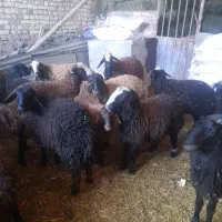 ۲۵بره،ماده،ونرفروشی|حیوانات مزرعه|دشتابی, |دیوار