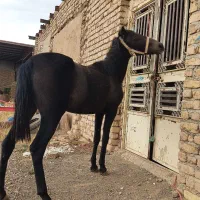 یه کره اسب مادیان