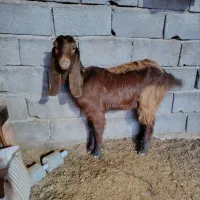 بز پاکستانی