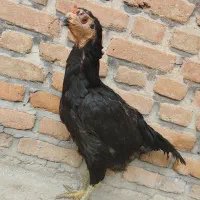 مرغ لاری قلم سبز