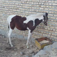 کره مادیون|اسب و تجهیزات اسب‌سواری|الشتر, |دیوار