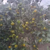 فروش محصول باغ