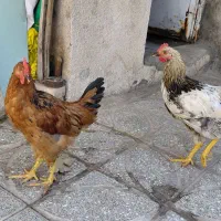 2 عدد  خروس زیر قیمت فروش فوری فقط امشب