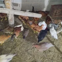 مرغ و خروس نیمچه 5ماه گلپایگانی|حیوانات مزرعه|لنگرود, |دیوار