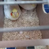 جفت عروس هلندی لوتینو