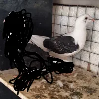 کبوتر آس پر فری وپلنگ سیاه|پرنده|گنبد کاووس, |دیوار