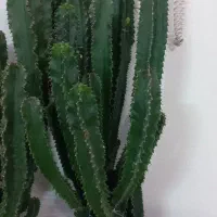 کاکتوس افوربیا