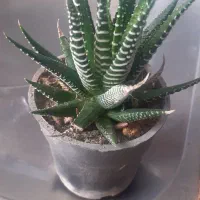 گلهای سرسبز