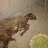 گوسفند|حیوانات مزرعه|زاغه, |دیوار