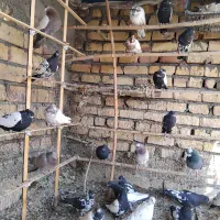 سینه‌دم‌سیاه‌،سرور