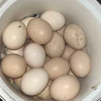 تخم نطفه دار گلین اصل ریش کاکل طوس