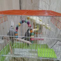 3 تا عروس هلندی