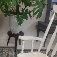 گل انجیری  و سانسوریا