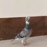 قهره ماده