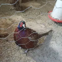 پرنده|حیوانات مزرعه|بن, |دیوار