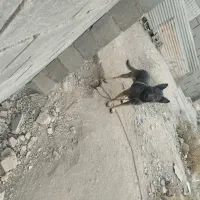 سگ مالینویزنگهبان|سگ|بهارستان, |دیوار