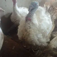 بوقلمون گوشتی|حیوانات مزرعه|بانه, |دیوار