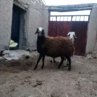 بره نر چاق و مناسب قوچ