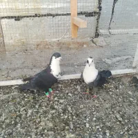 مخمل|پرنده|شیراز, دشت چنار|دیوار