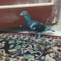 سبز پلاکی مسافتی