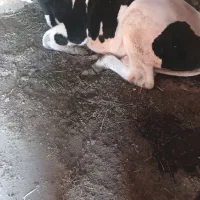 گوساله گوشتی هلشتاین 4 راس