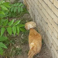 مرغ لهستانی