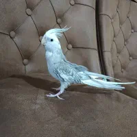 عروس هلندی وایت فیس نر
