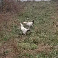 کبابی محلی با خروس لاری دورگ گردن لختی|حیوانات مزرعه|گوراب زرمیخ, |دیوار