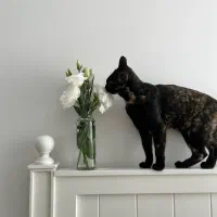 گم شده|حیوانات|قزوین, |دیوار