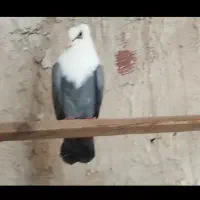 مخمل کله سفید دم سفید سرور دورگ